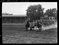 Nathan Haley Steer Wrestling