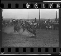 Don Posey Calf Roping