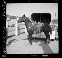 Billie Joe Deuson's horse