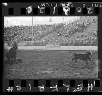 Bill Hogue Calf Roping