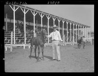 Unnamed, Fillies foaled in 1960, Cleon Schwarz, Archer, Nebr.