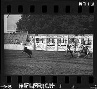 Louie Torcellas Calf Roping