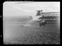 Bill Harlan Steer Roping