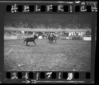 Bob Wiley Calf Roping