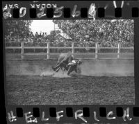 Lawrence Dewitt Steer Wrestling