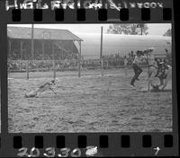 Lowell Taylor Calf Roping