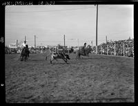 Nick Nichols - Bill Erickson Team Roping