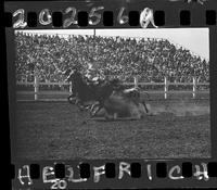 Bob A. Robinson Steer Wrestling