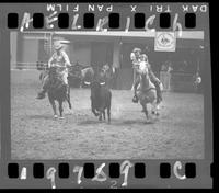 Steer Wrestling 3rd Go