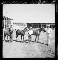 Quarter Horse 2nd Day 9th