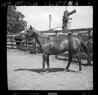 Merle Davis' Horse