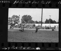 Lowell Taylor Calf Roping