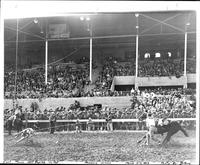 Earl Moore Calf Roping on Pat, Phoenix, Arizona March 5-7, 1943