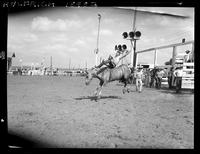 Clyde Fisher on Yellow Wasp