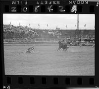 Anson Thurman Calf Roping