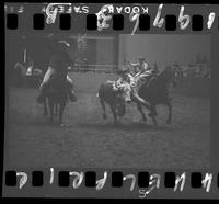 Steer Wrestling 7th Go