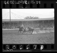 Ben Bates Steer Wrestling