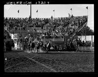 Gene Miles Steer Wrestling