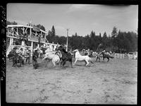 Wild Horse Race