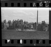 Louie Torcellas Steer Wrestling