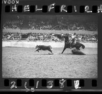 Neal Love Calf Roping