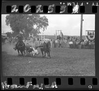 Harley May Steer Wrestling