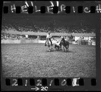 Tom Nesmith Steer Wrestling