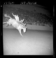 Jim Shoulders on Greyhound (Inman)