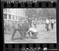 Wild Cow Milking