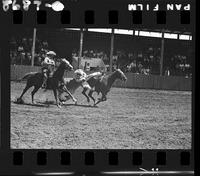 Wick Peth Steer Wrestle