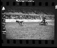 Dale Smith Calf Roping