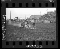 Lee Cockrell Calf Roping