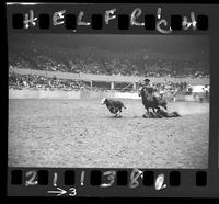 Bob Wiley Calf Roping