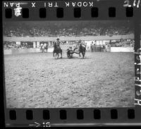 Harley May Steer Wrestling