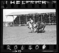 C.R. Boucher Steer Wrestling
