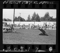 Bud Schubert Calf Roping