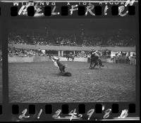 Jim Bob Altizer Calf Roping