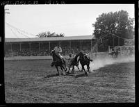 Dick Stull Steer Wrestling