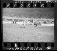 Warren Wuthier Calf Roping