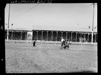 Warren Wuthier Calf Roping