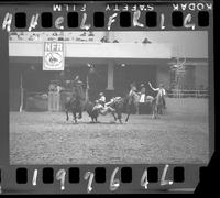 Steer Wrestling 4th Go