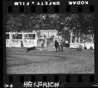 Clark Maddox Calf Roping