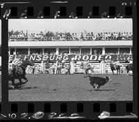 Bill Flowers Calf Roping