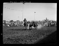 Tater Decker Steer Wrestling