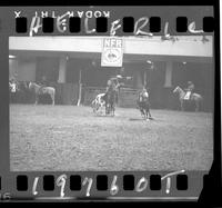 Steer Wrestling 4th Go