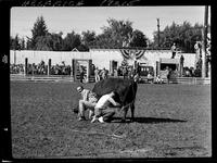 Brad Botta Wild Cow Milking