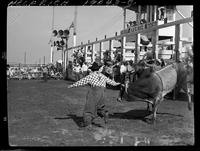 Jack Linn Bull Fighting
