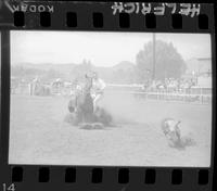 Bill Steppe Calf Roping