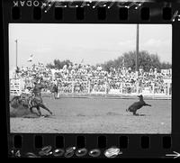 Rich Higgins Calf Roping