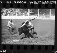 Rudy Doucette Wild Cow Milking